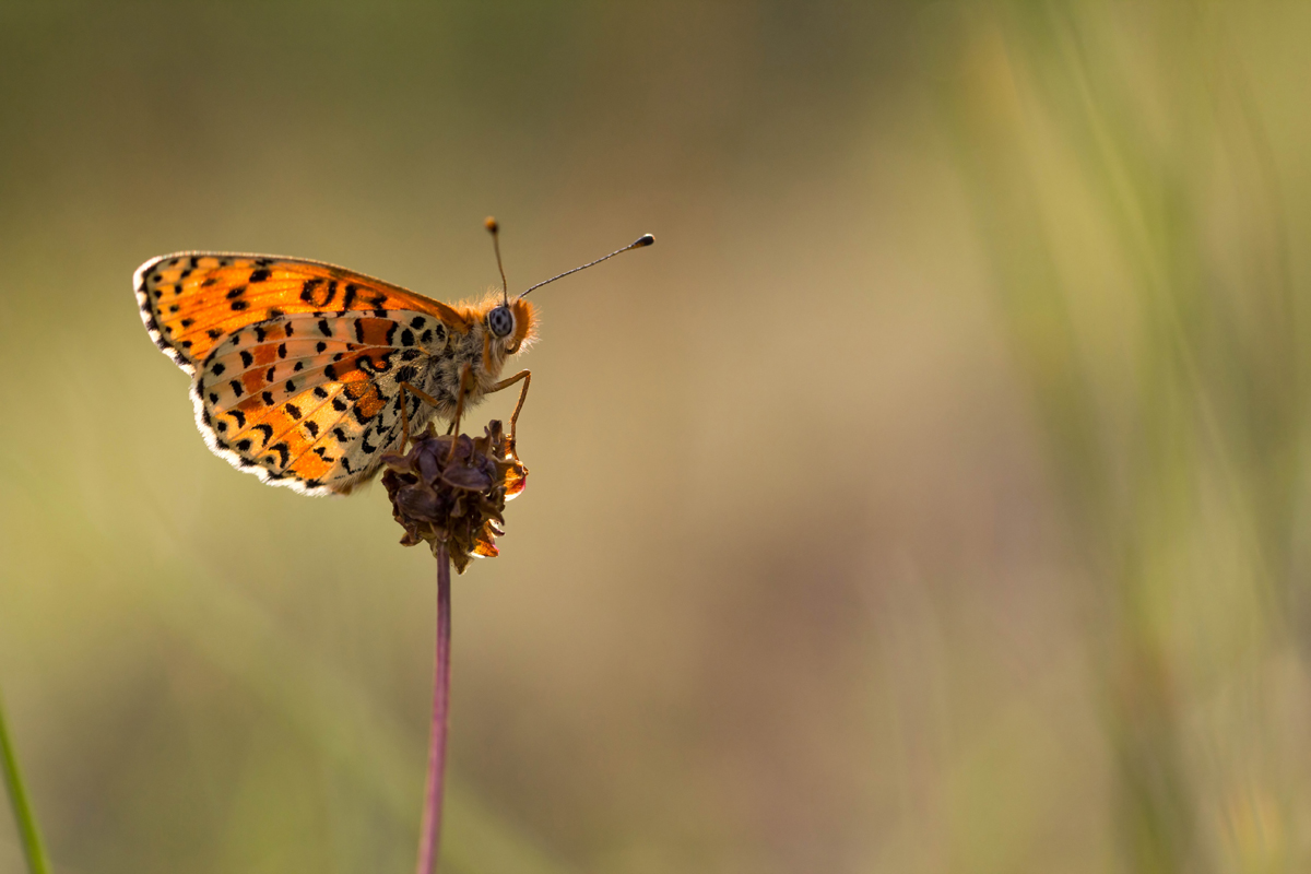 Roter Scheckenfalter_Forum.jpg