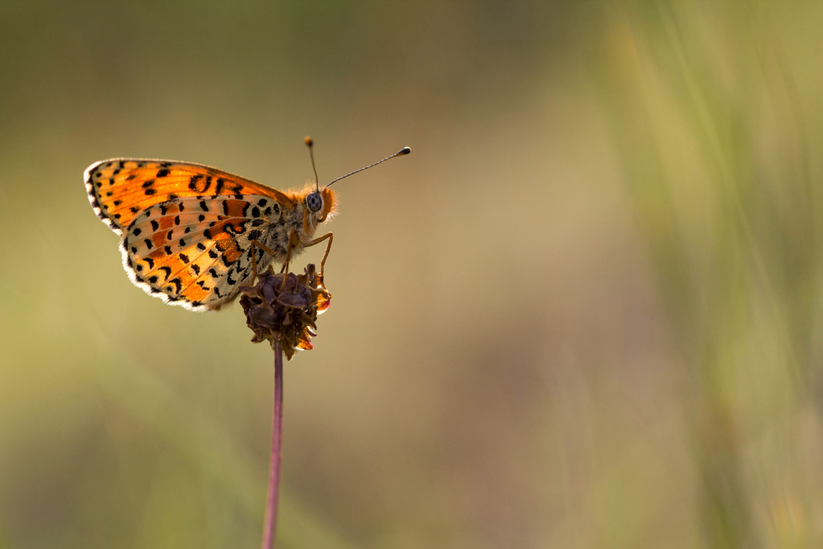 Roter Scheckenfalter_Forum Kopie.jpg