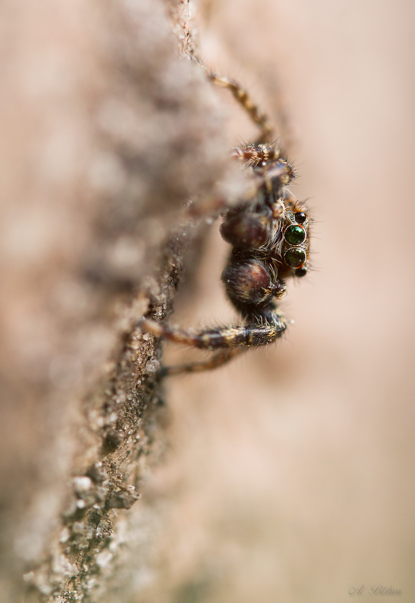 Springspinni in Mixdorf MF (1 von 1).JPG