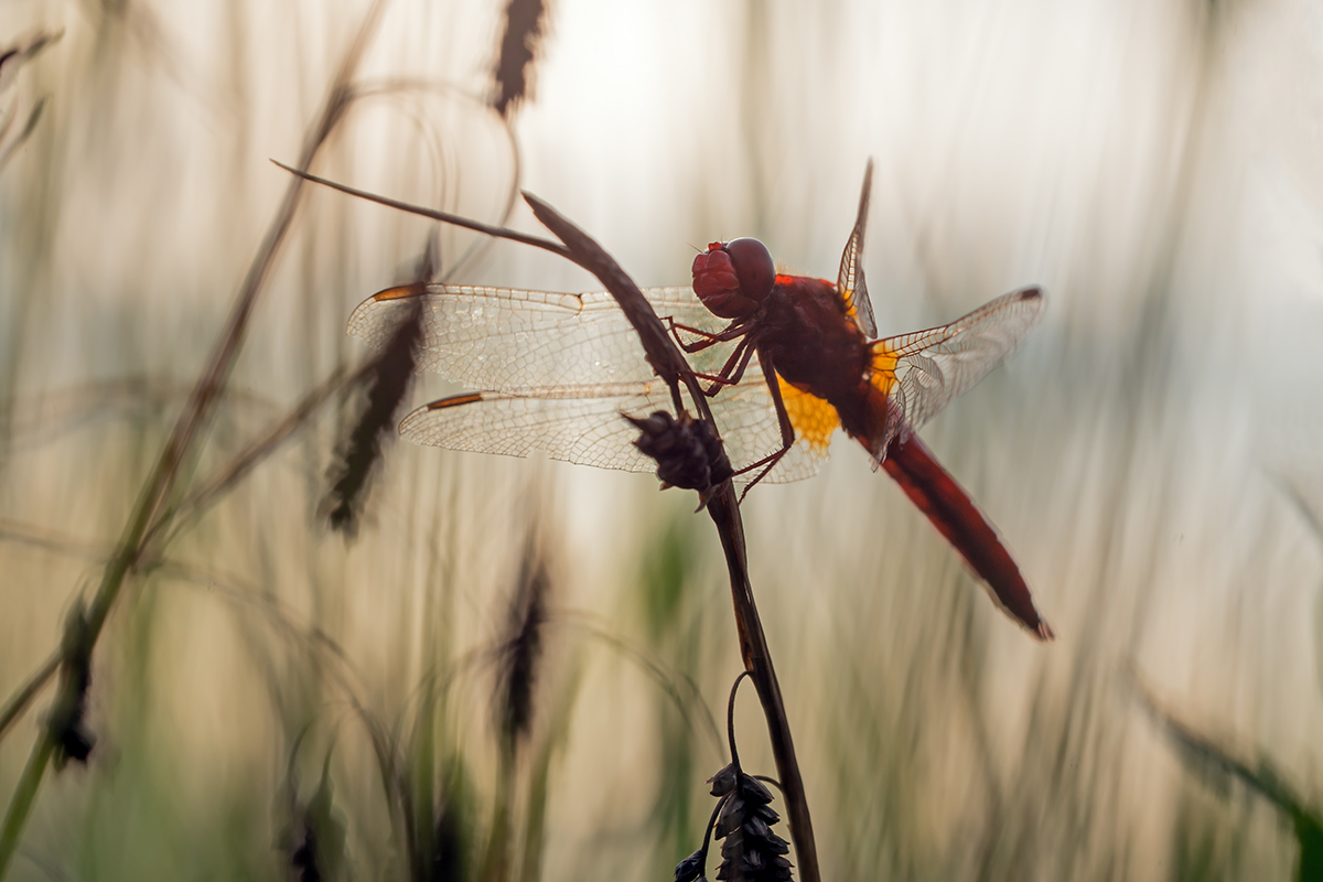 compFeuerlibelle3.8.2013WeiachDSC_7133 74%.jpg