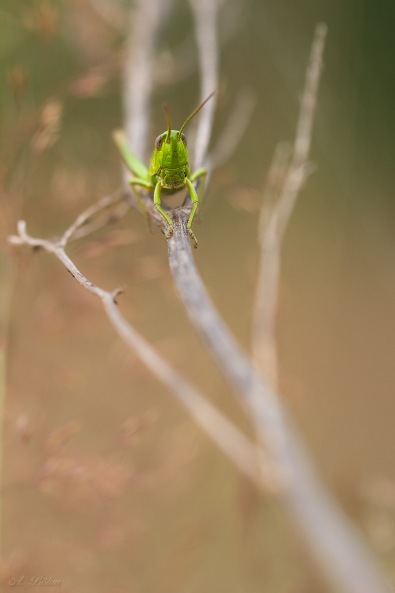 Hüpferli auf Baumstamm1-.JPG