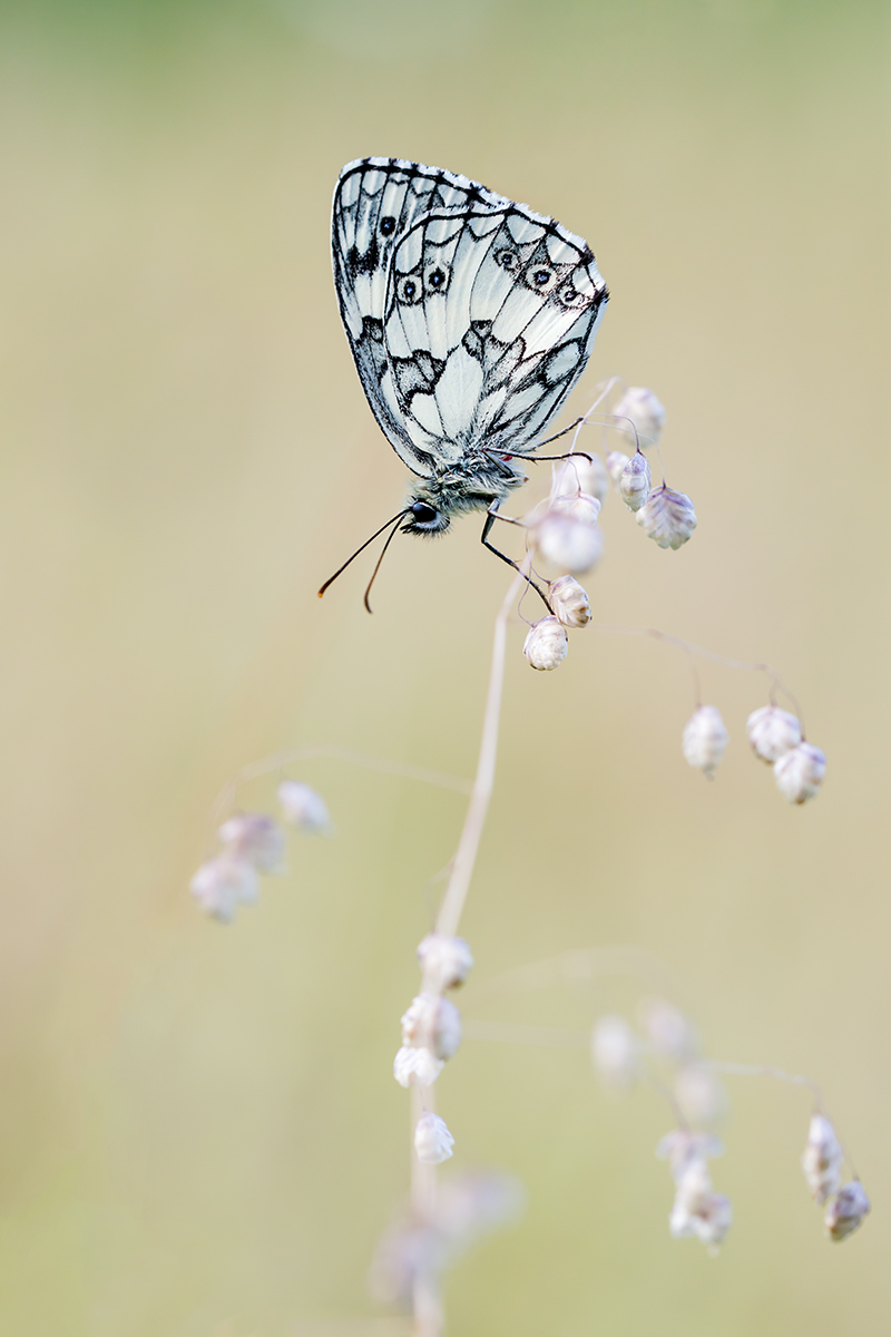 compSchachbrettfalter22.7.2013MerishausenDSC_6736 66% bearb.jpg
