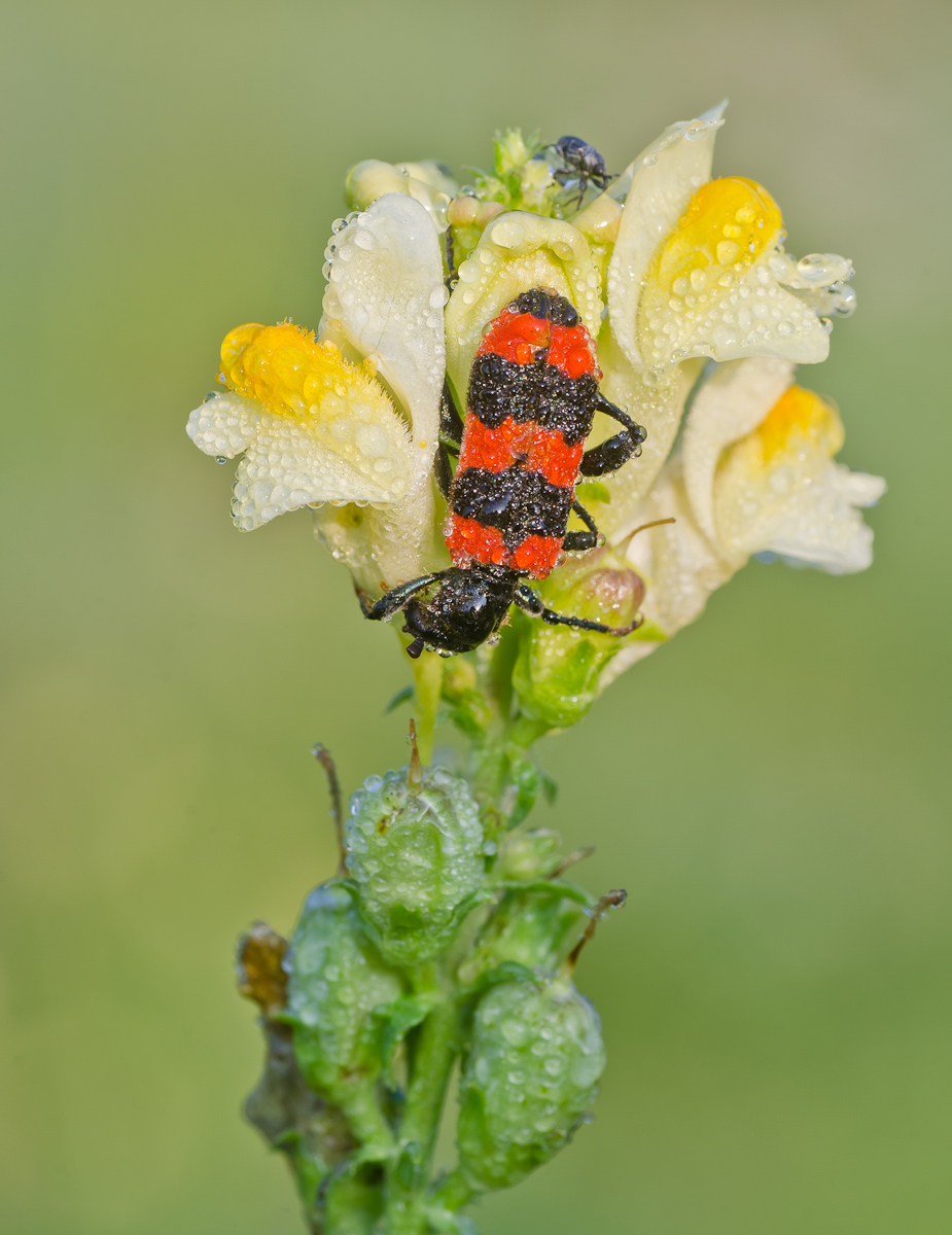 Bienenwolf-1.jpg