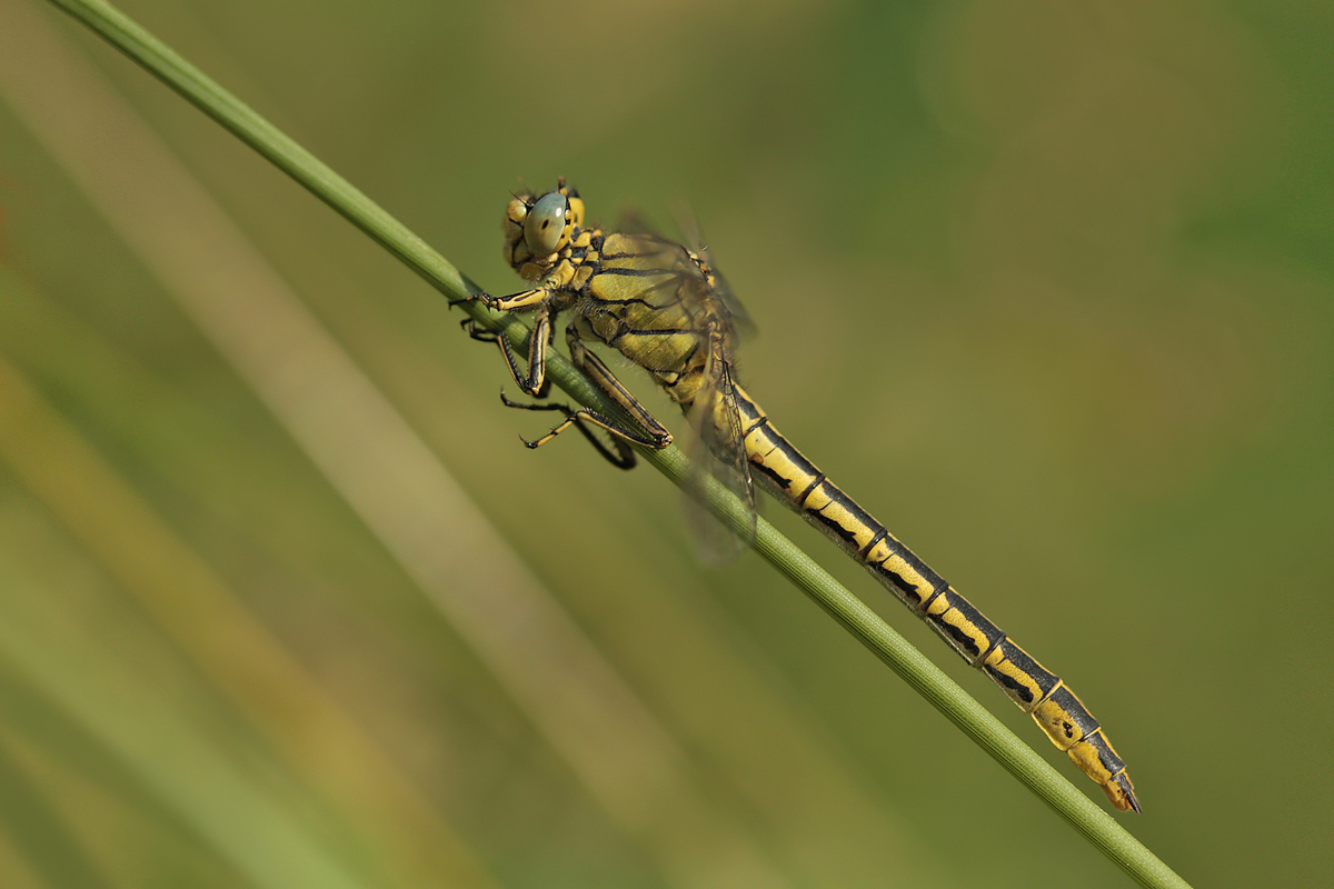 gomphus pulchellus_w_IMG_3233a.jpg