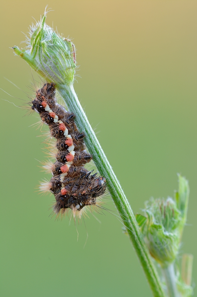 Raupe_01.jpg