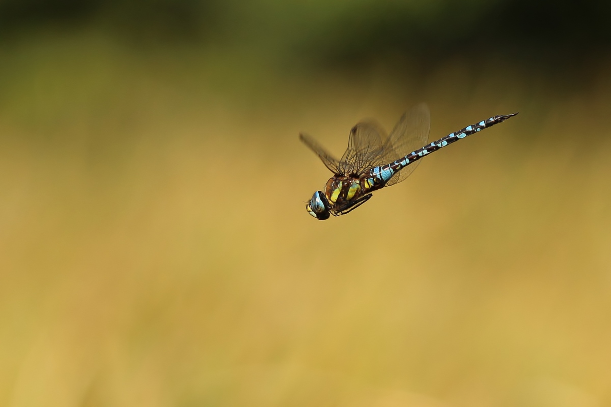 aeshna mixta flug 20130906.jpg