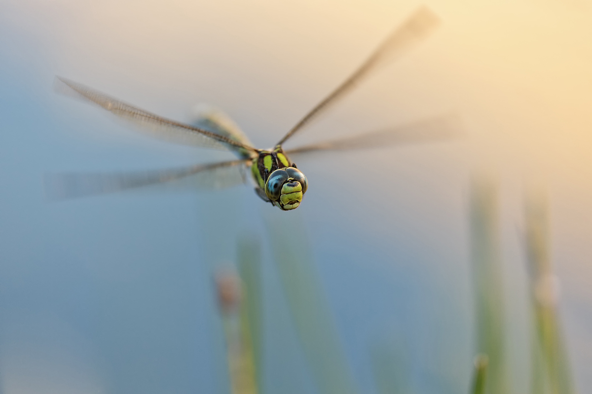 _MG_1861_Aeshna cyanea.jpg