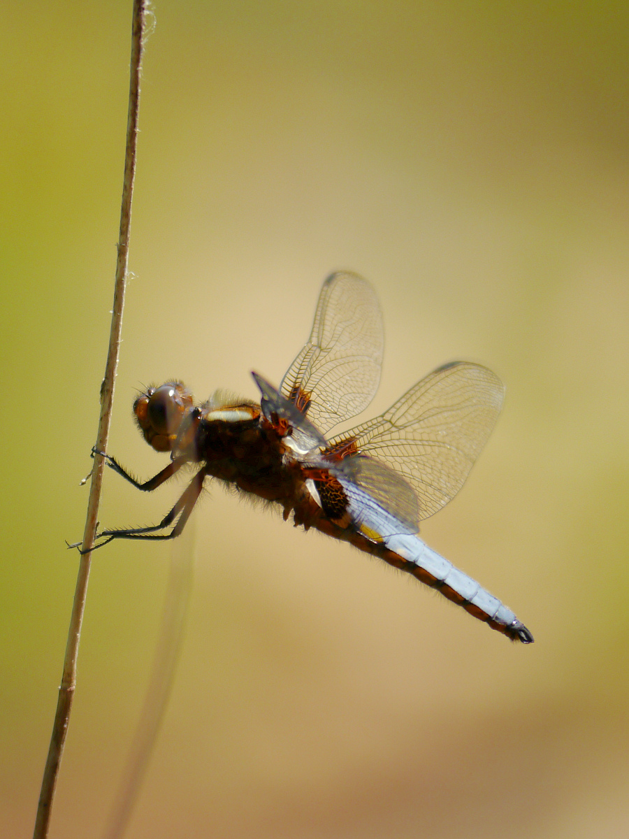 P1110326_2013-06-22_11-10_Plattbauch_Libellula-depressa_HF-aus-QF_auf-2019-2693-geschnitten.JPG
