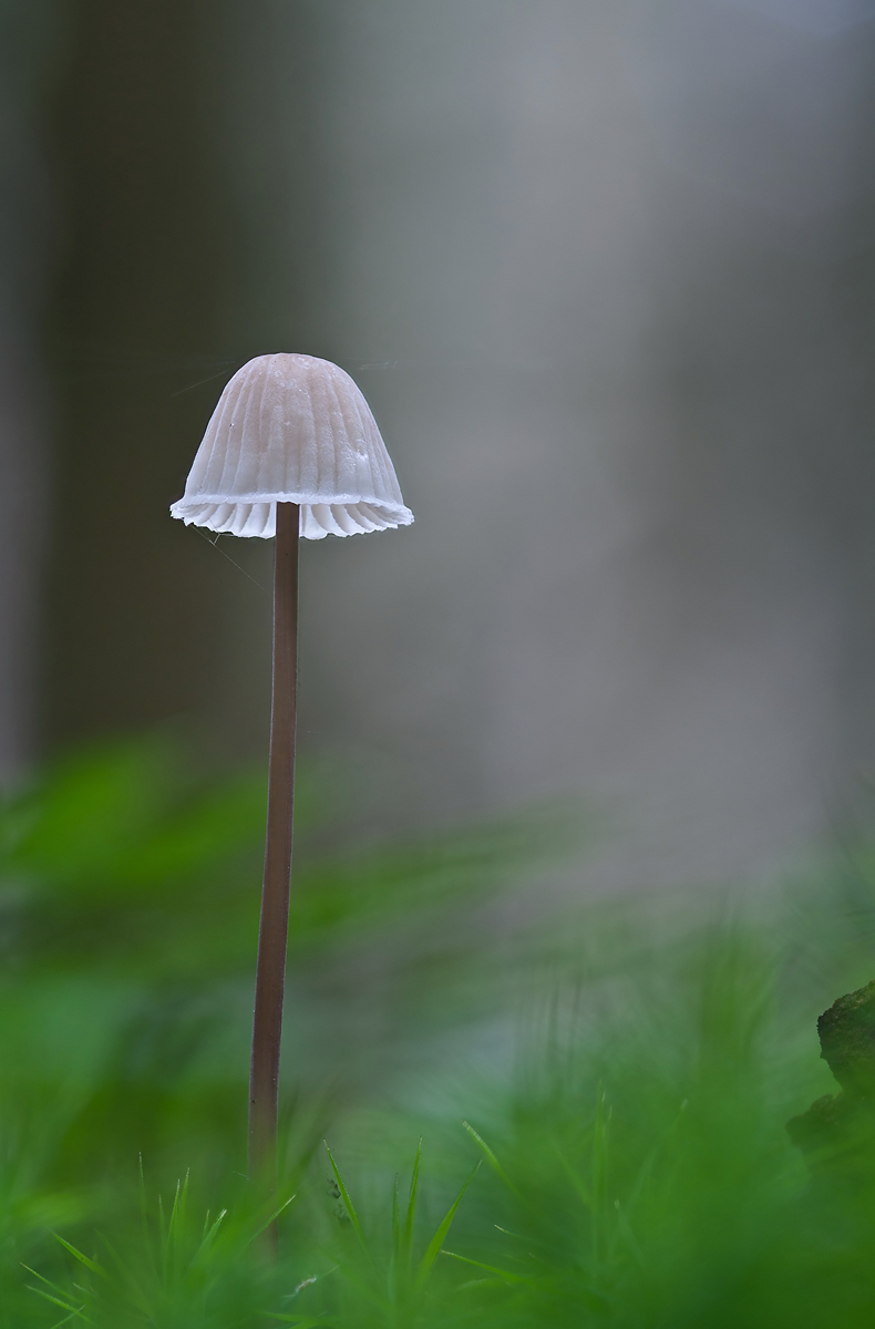 Schirmling-web.jpg