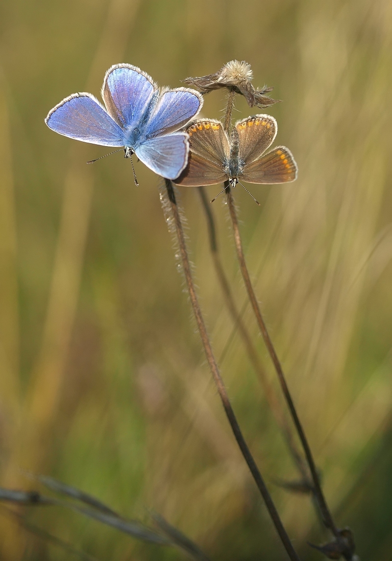 Haui-Paar  iso 400  f 3.5  2000   Ende Aug 13_filtered.jpg