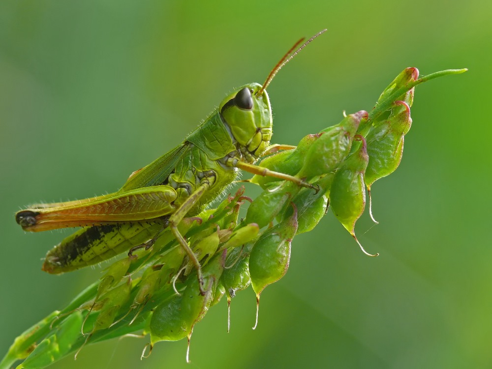 Murnau1 105a Kopiek.jpg