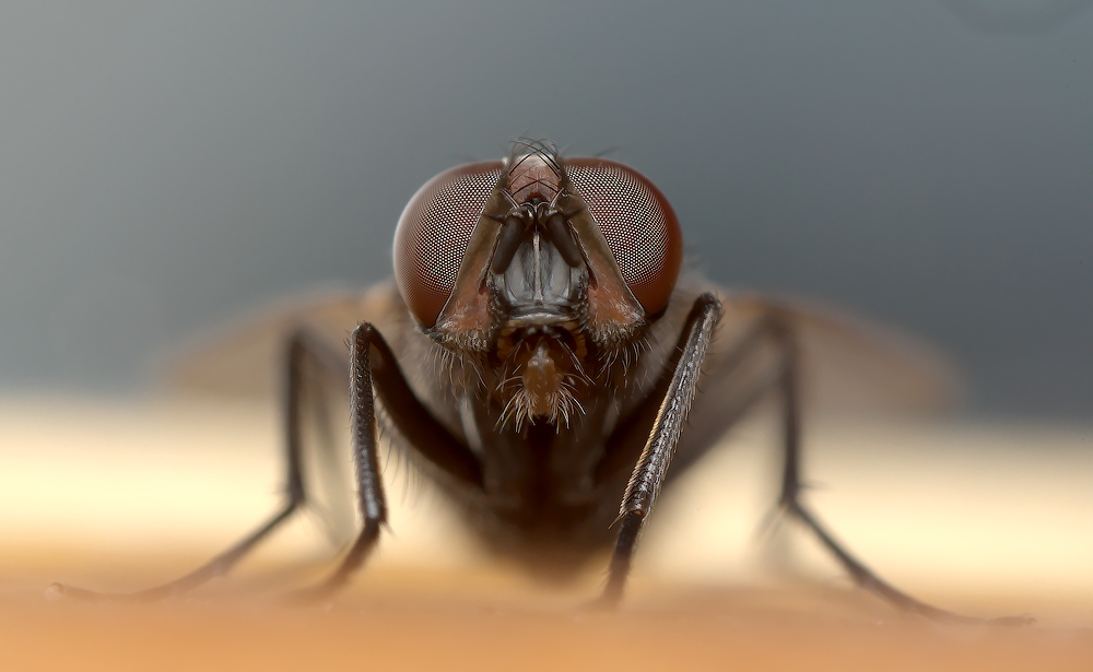 RGB_DSC_0073_7.jpg