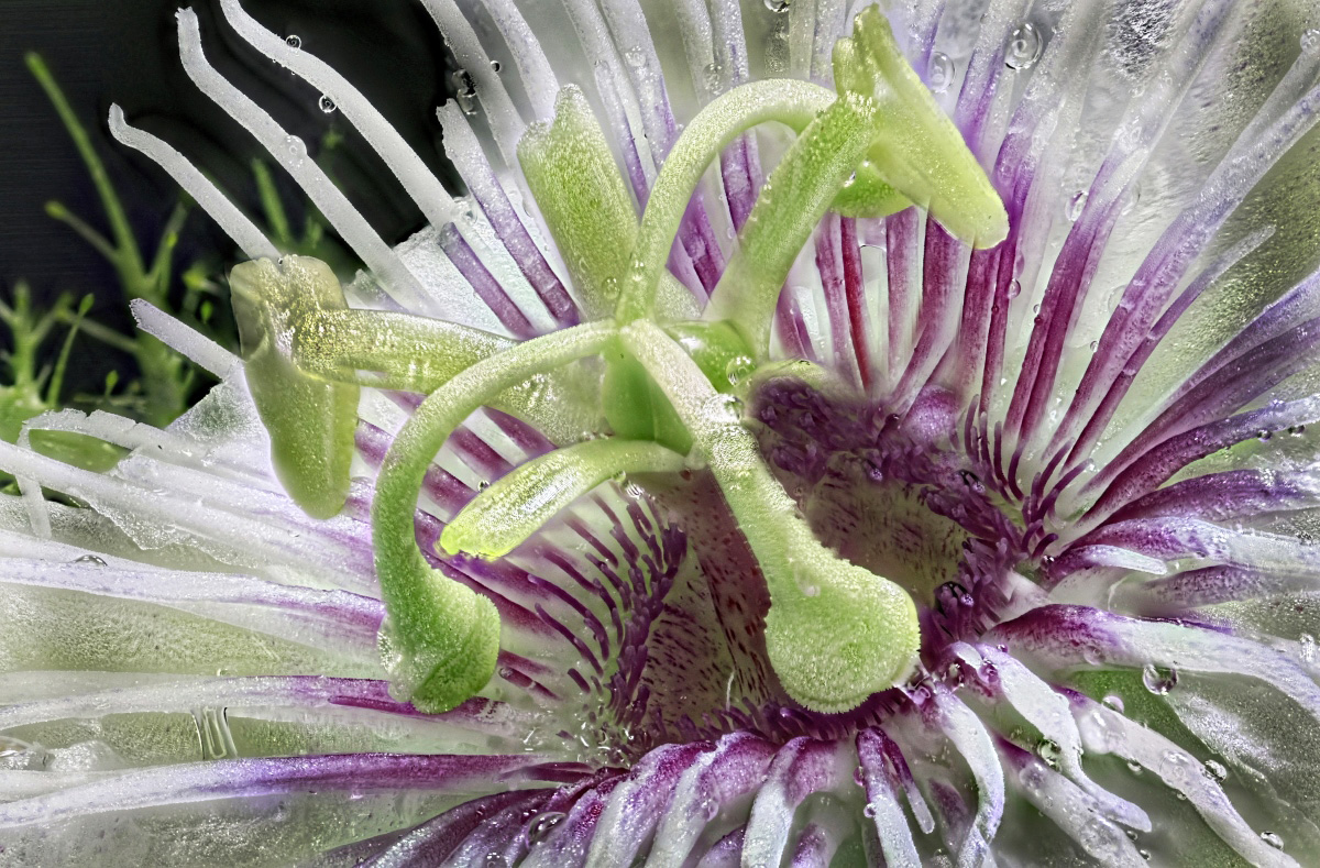 f flower.jpg