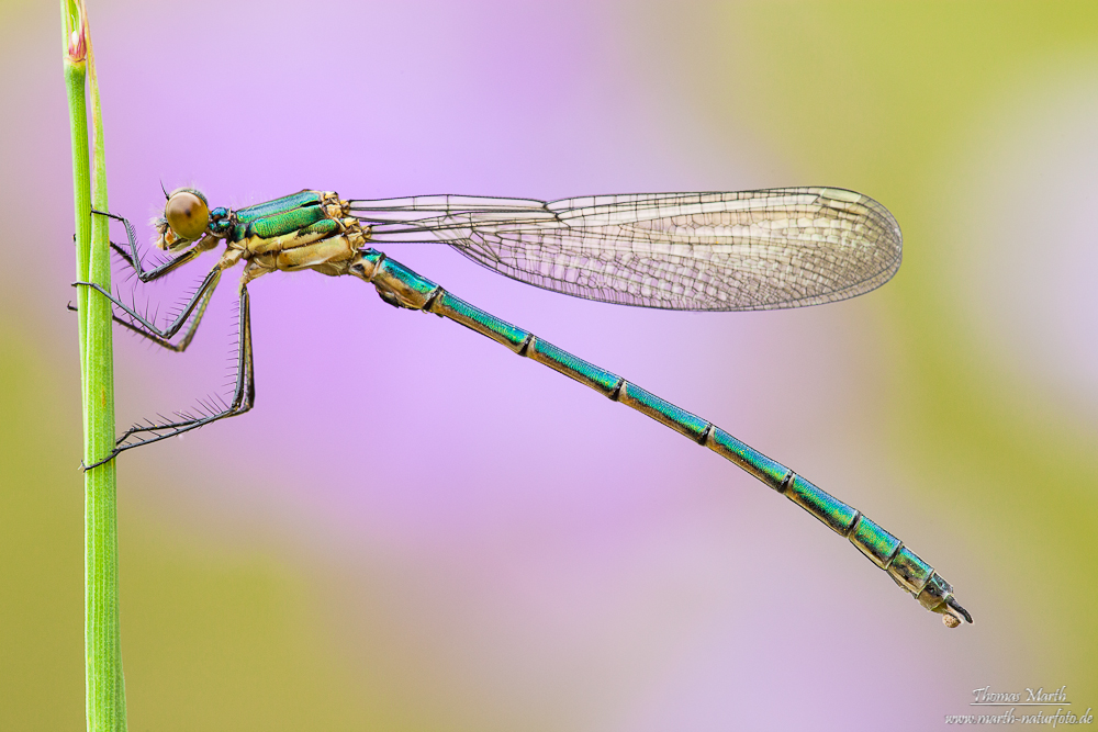 Glänzende Binsenjungfer 2012-3237.jpg