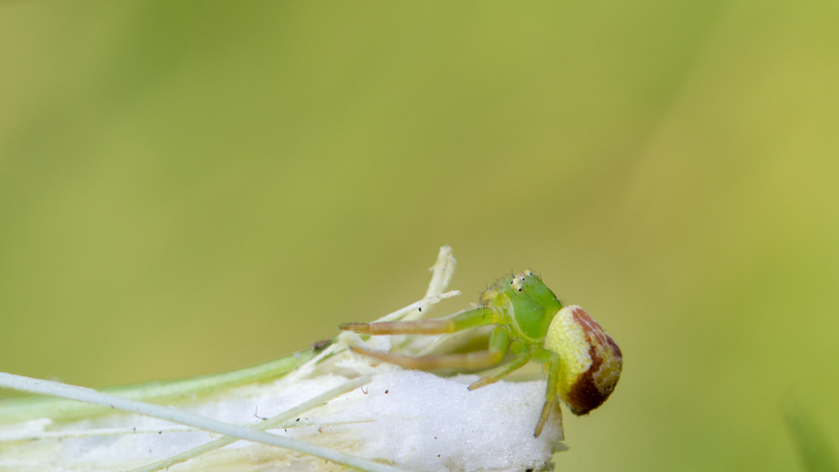 Krabbe_out_of_cam (1 von 1).jpg