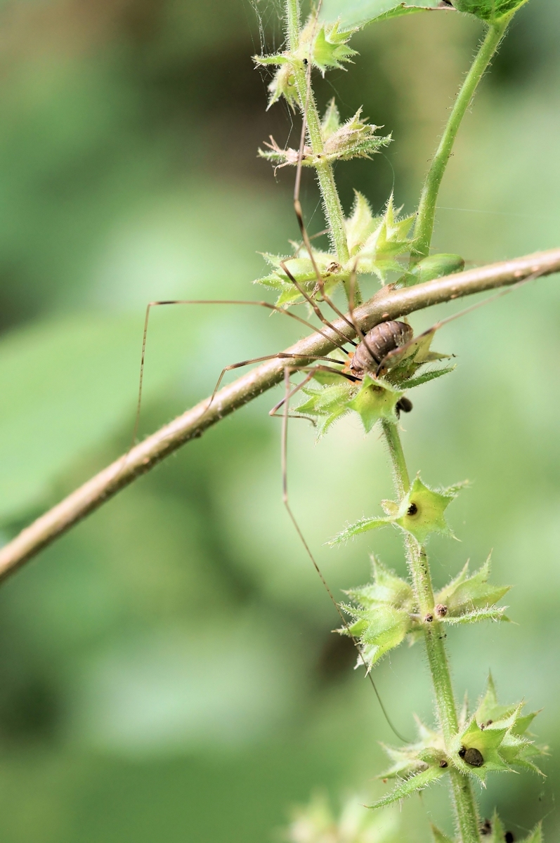 Opiliones canestrinii 09435_f-kl.jpg