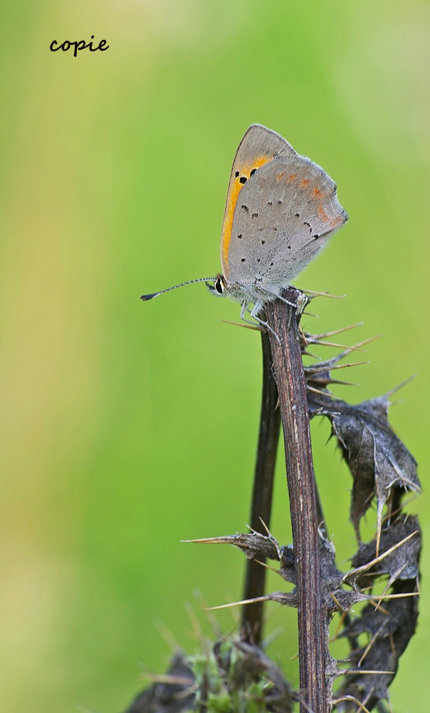 imgp0419_filtereda1000_118 Kopie.jpg