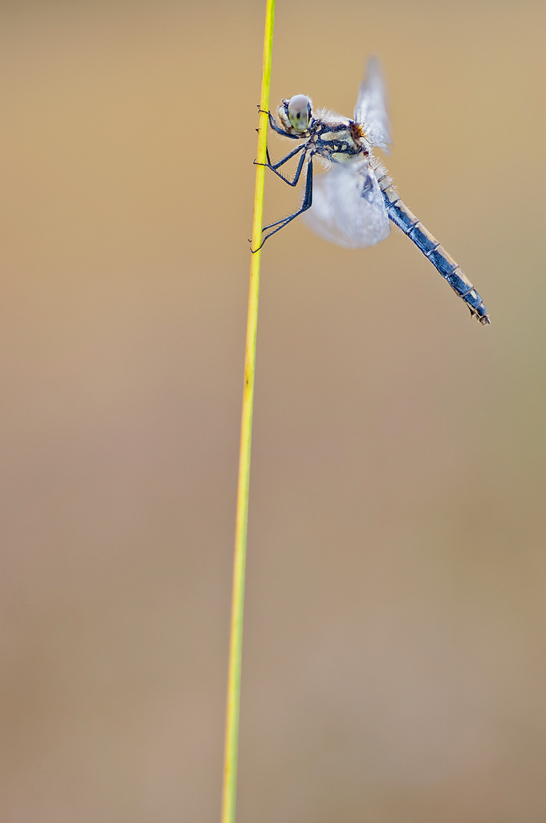 DSC_0496_bearbeitet-1.jpg
