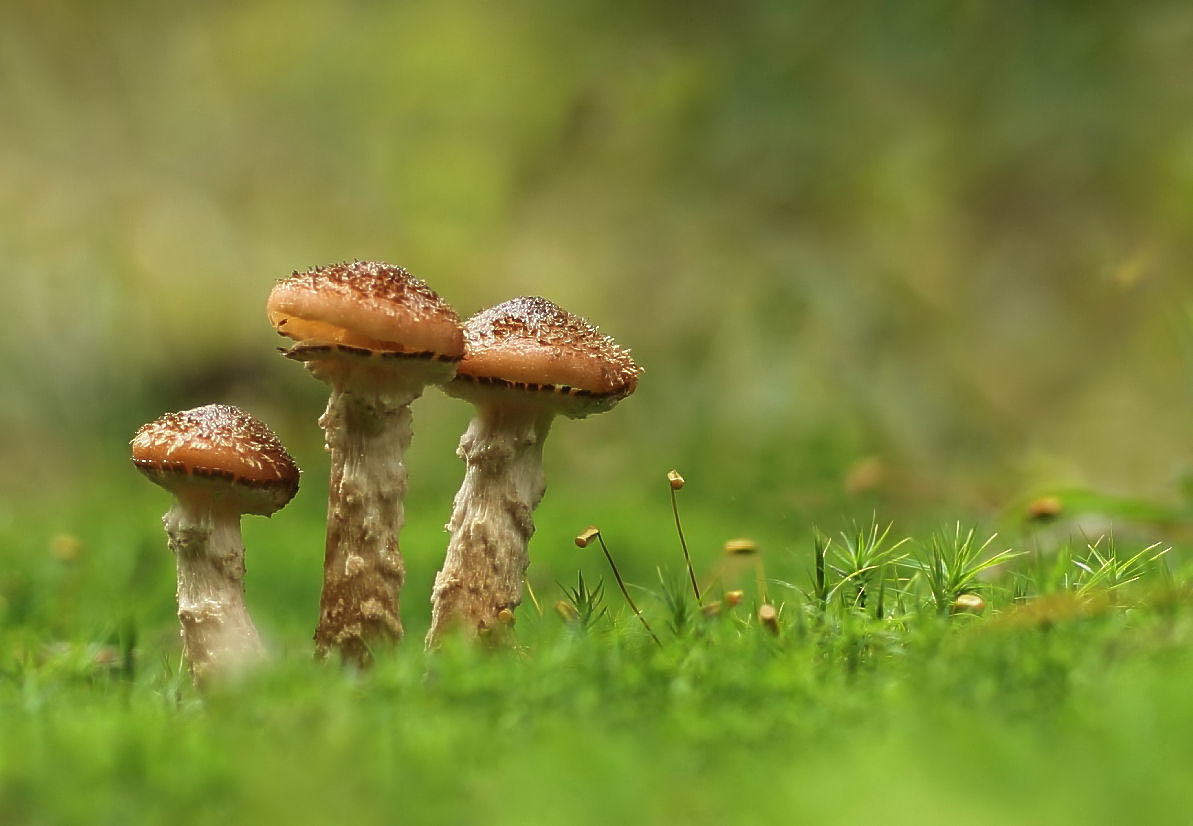 Pilzchen3.jpg
