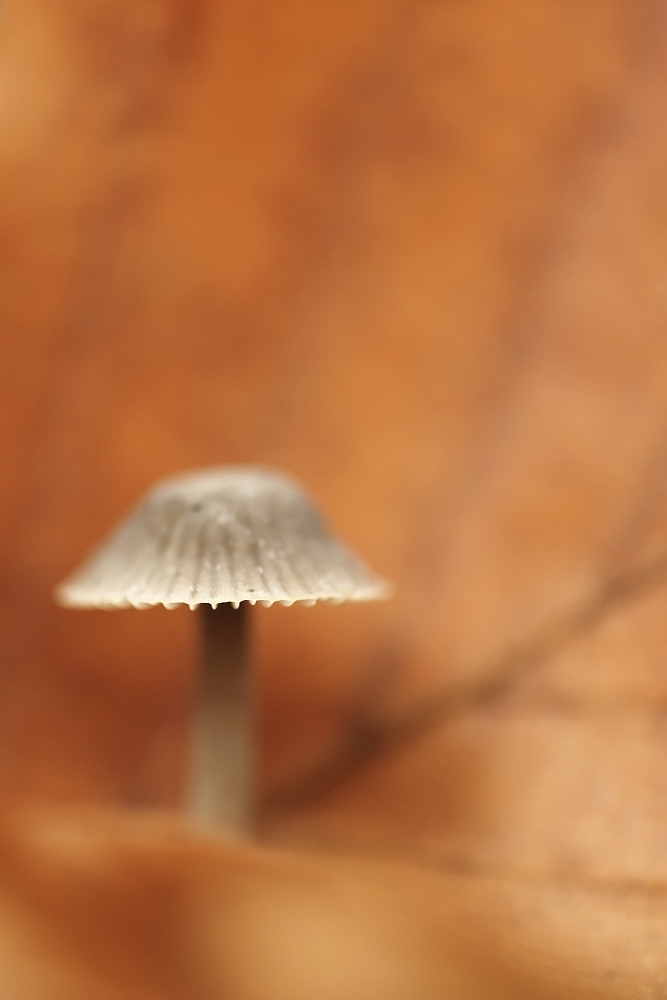 DSC09927-denoised.jpg
