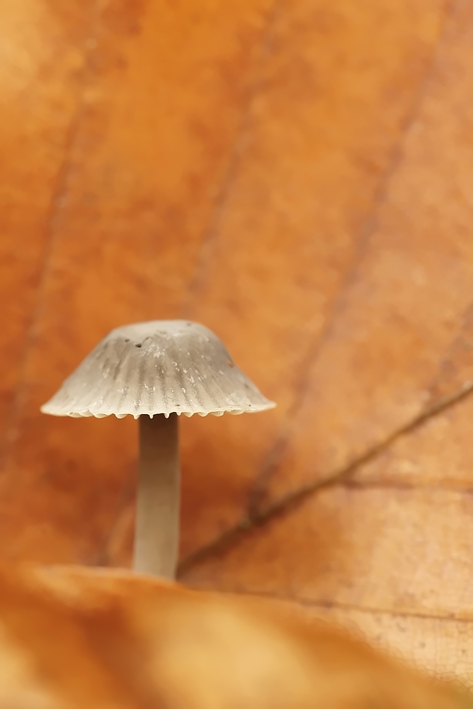 DSC09926-denoised 1.jpg