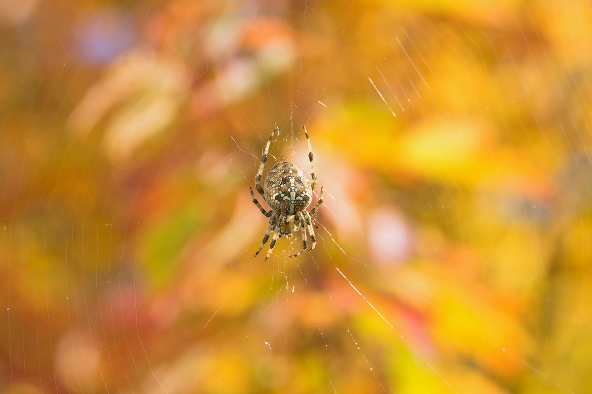 Spinne1.jpg
