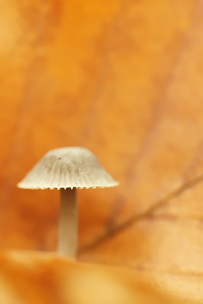 DSC09924-denoised.jpg