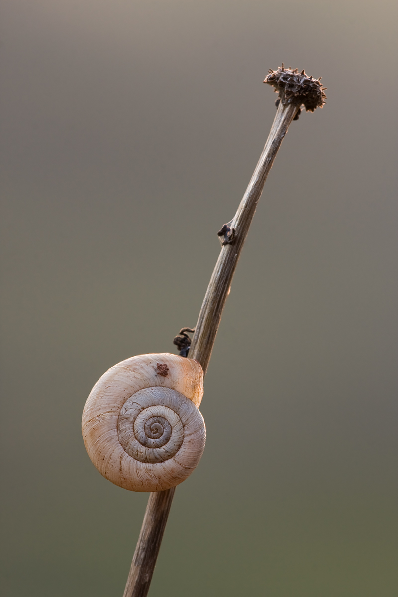 IMG_1381_11.0_0.8s_200_Schnecke_SB.jpg