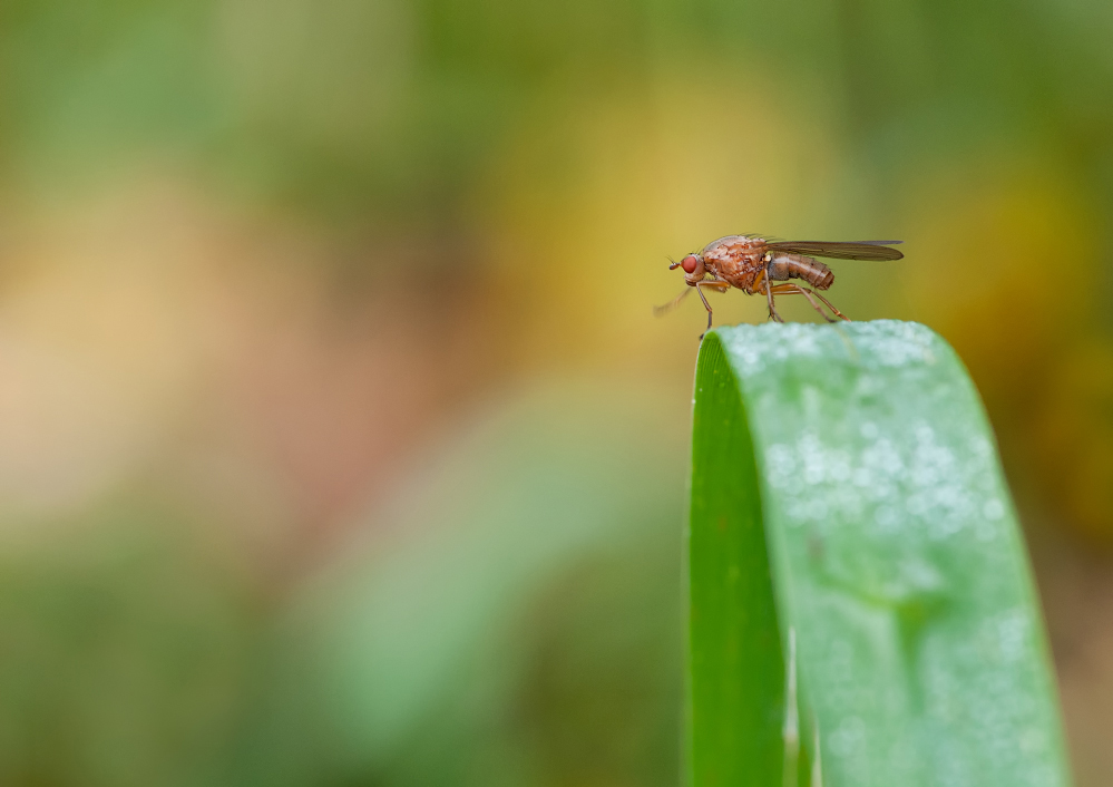 Nur eine Fliege 3 web DSC_6158.jpg