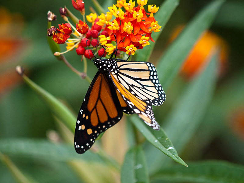 Monarch.jpg