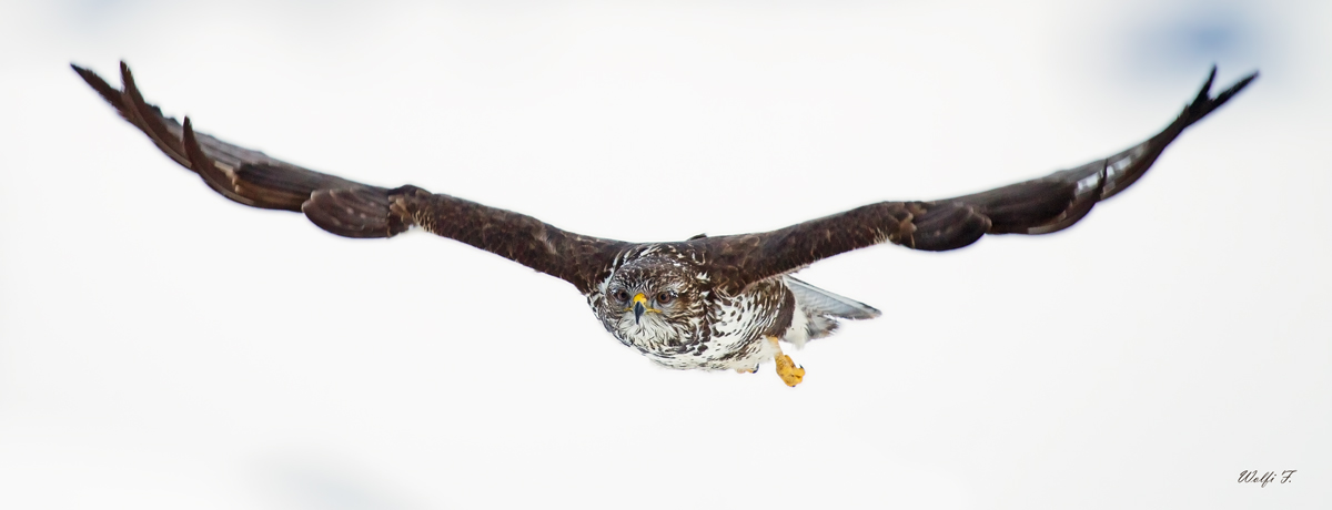 Buteo Buteo  im Flug.JPG