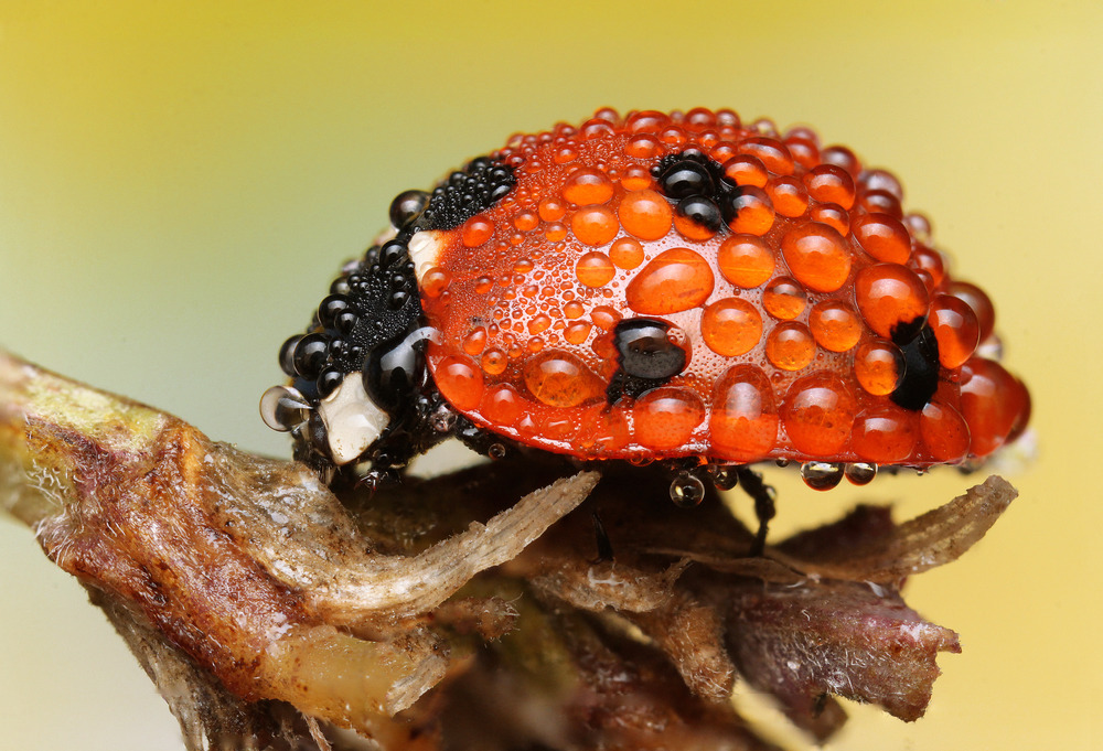 Wet-Bug-a32185714.jpg