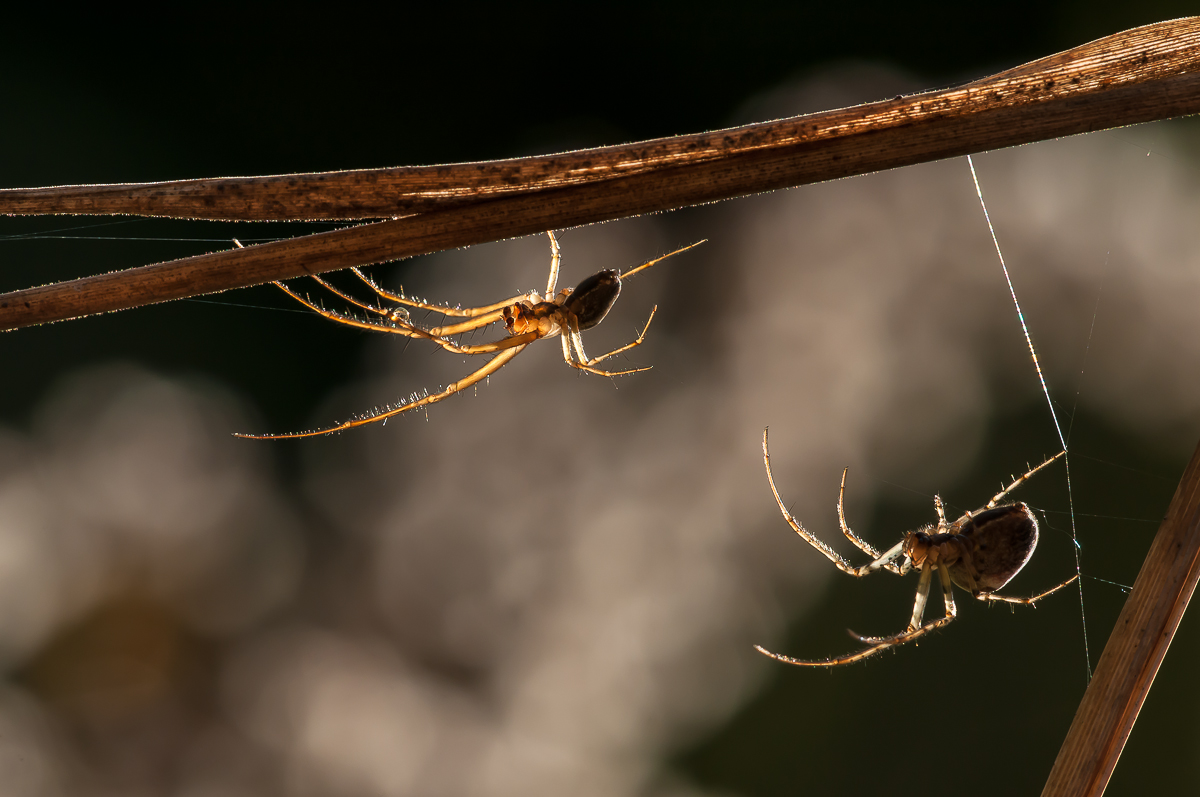 Spinne 351.jpg