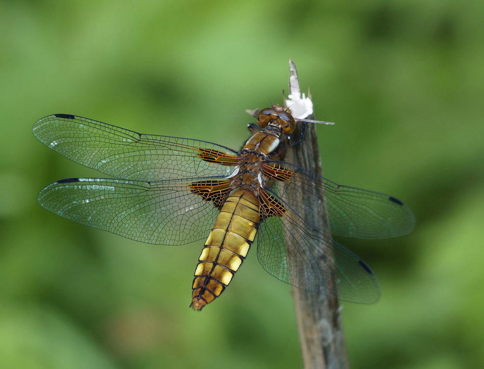 P5297055_L depressa_500.jpg