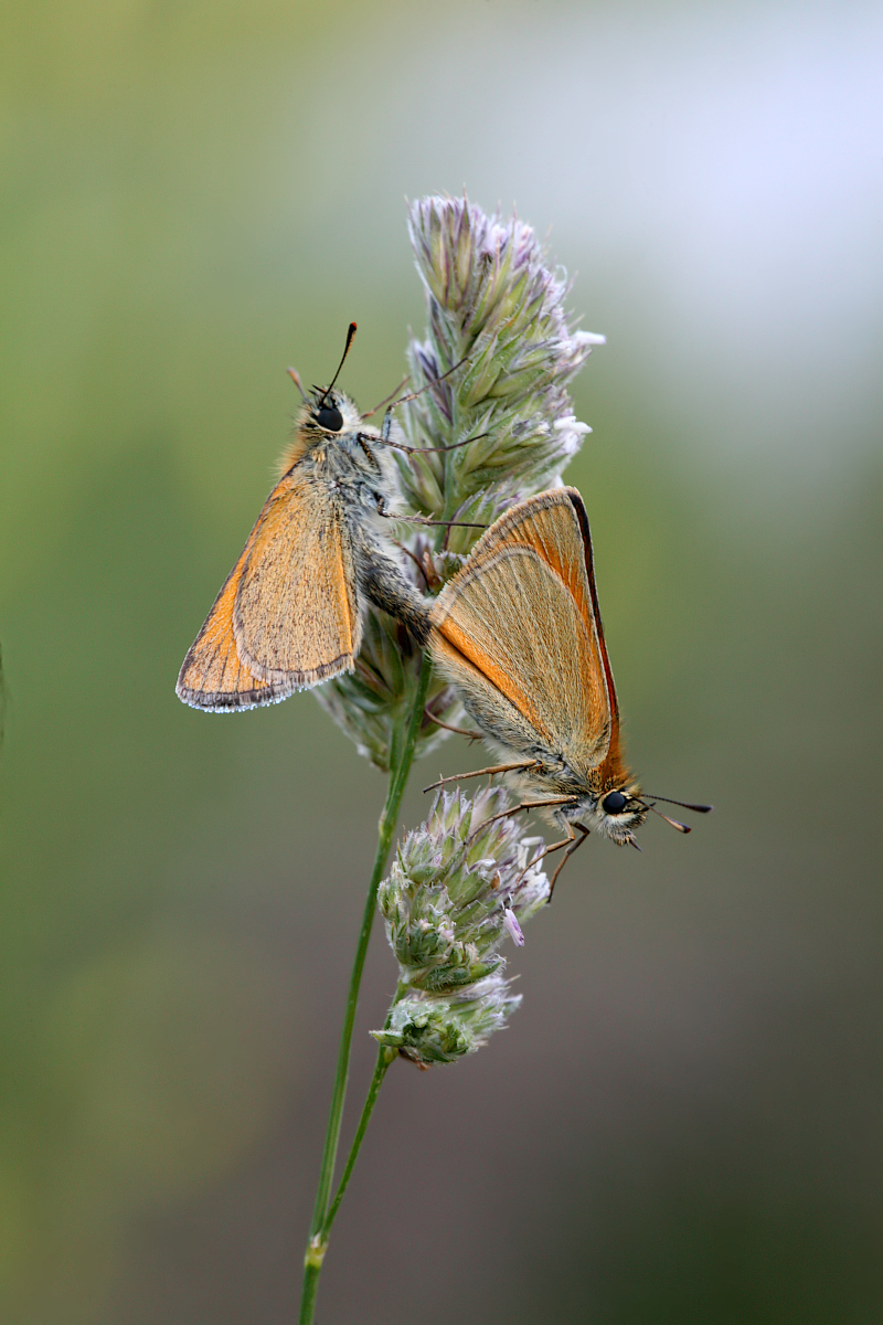 IMG_9776_2011-07-01_Braunkolbiges-Braun-Dickkopffalterpaar_Thymelicus-sylvestris_EBV_Kontrast-entrauscht-geschaerft.JPG