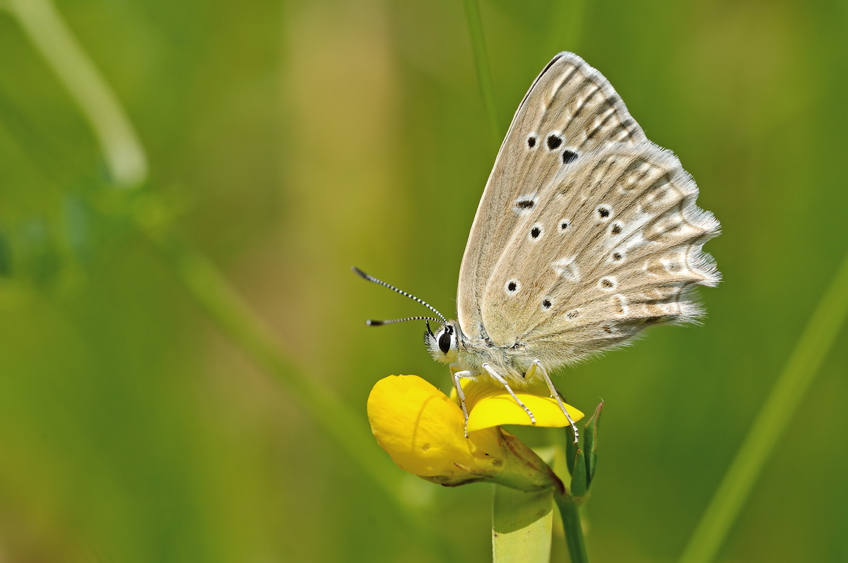 07171r_daphnis_Polyommatus_Zahnflügel-Bläuling_2013_07_08_RL0.jpg