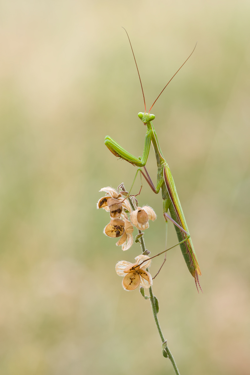 Gottesanbeterin_130916.jpg