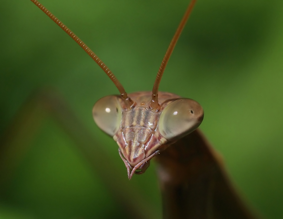P3186596_Mantidae_HR.jpg