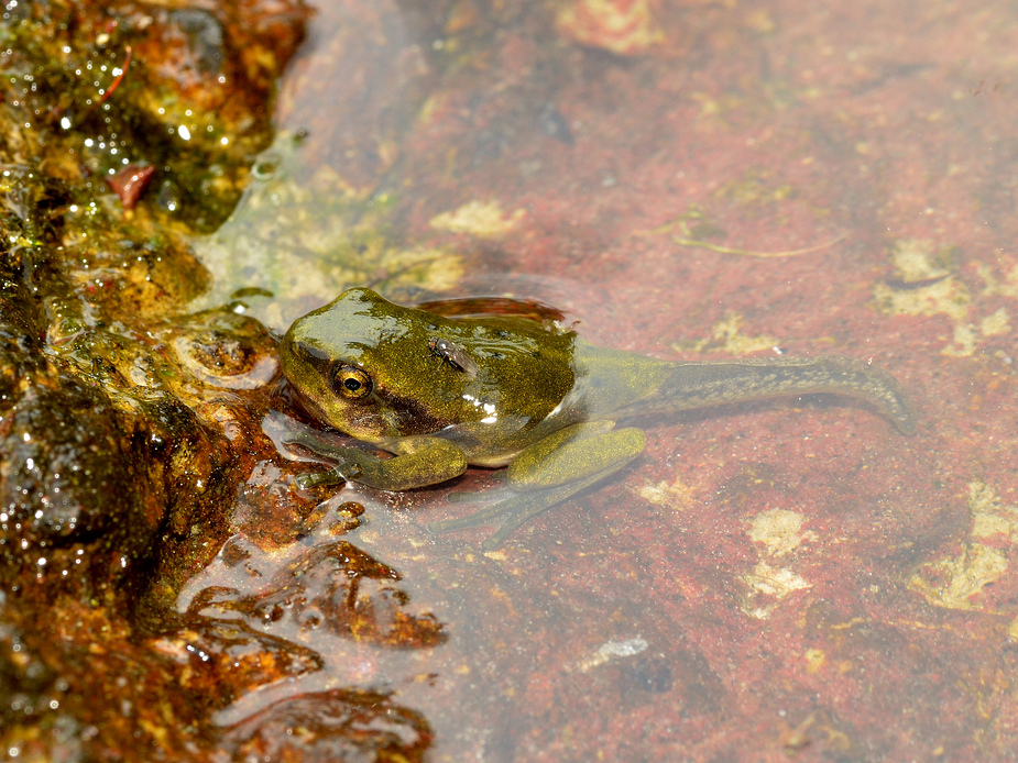 hyla_arborea_laubfrosch__1__passig_gemacht.jpg