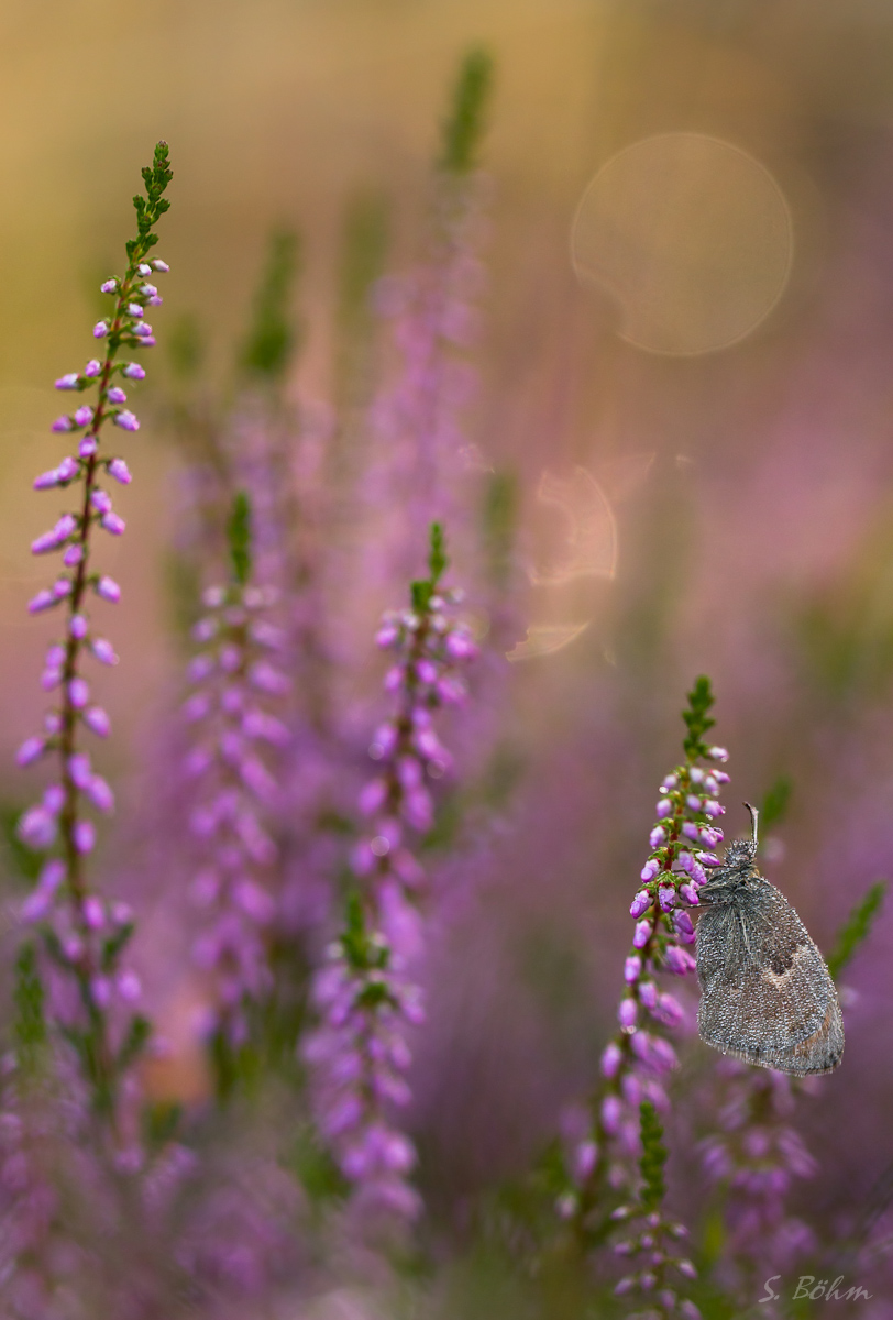 Falter MF3 (1 von 1).JPG