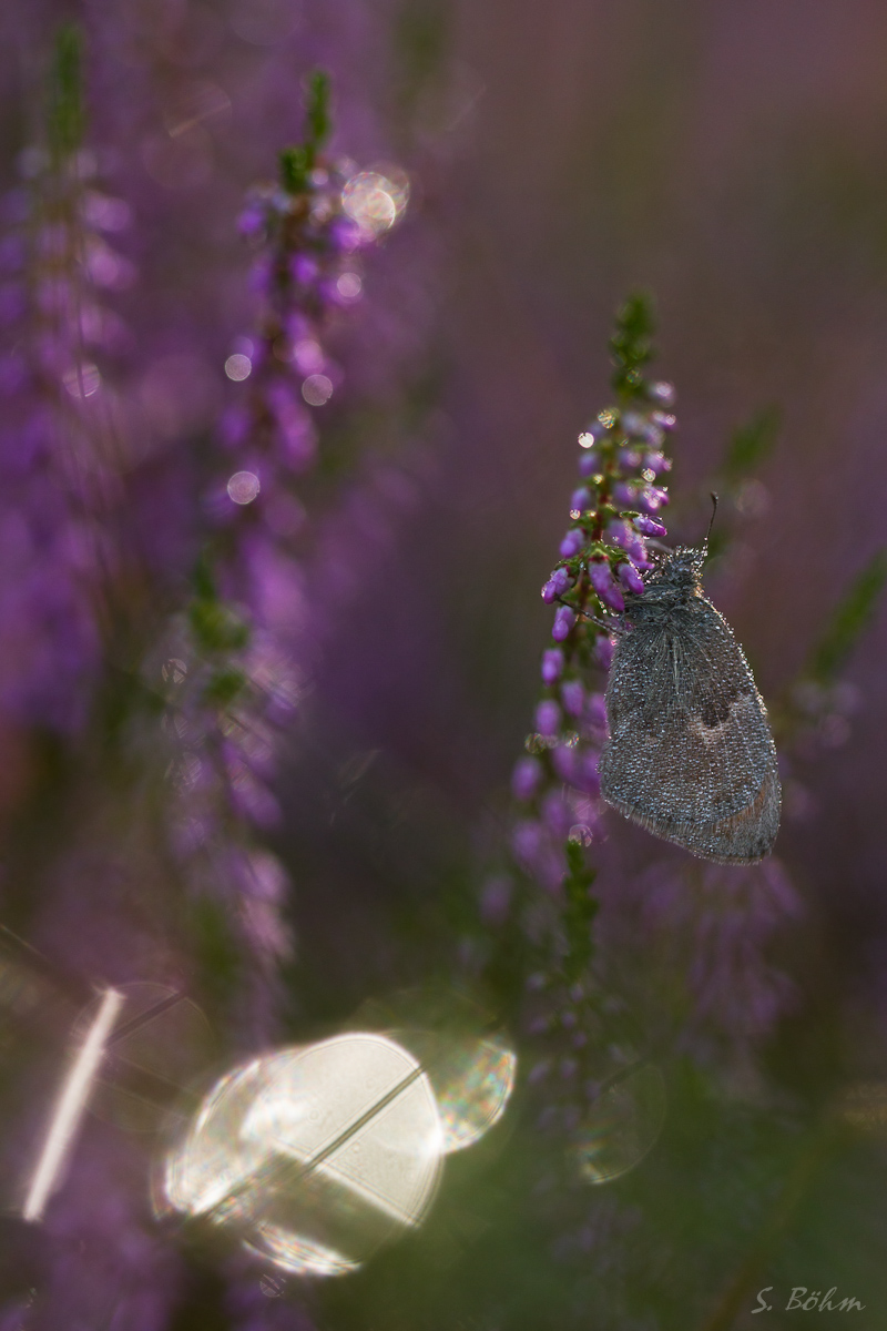 Falter MF2 (1 von 1).JPG