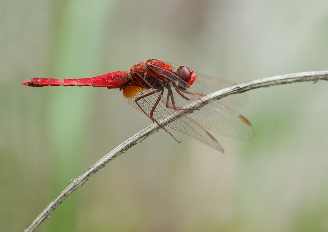 Rote web DSC_3776.jpg
