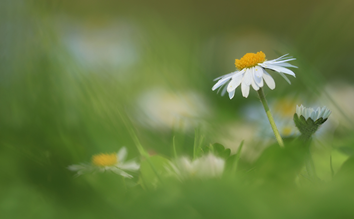 Gänseblümchen.jpg