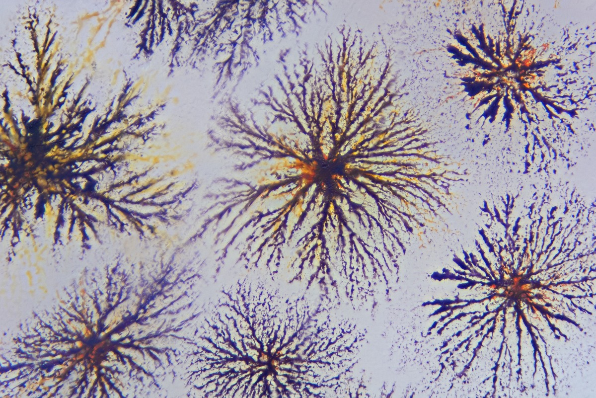 02850_D7100_Nikon20_24zu1_Crangon_Chromatophoren_0003.JPG