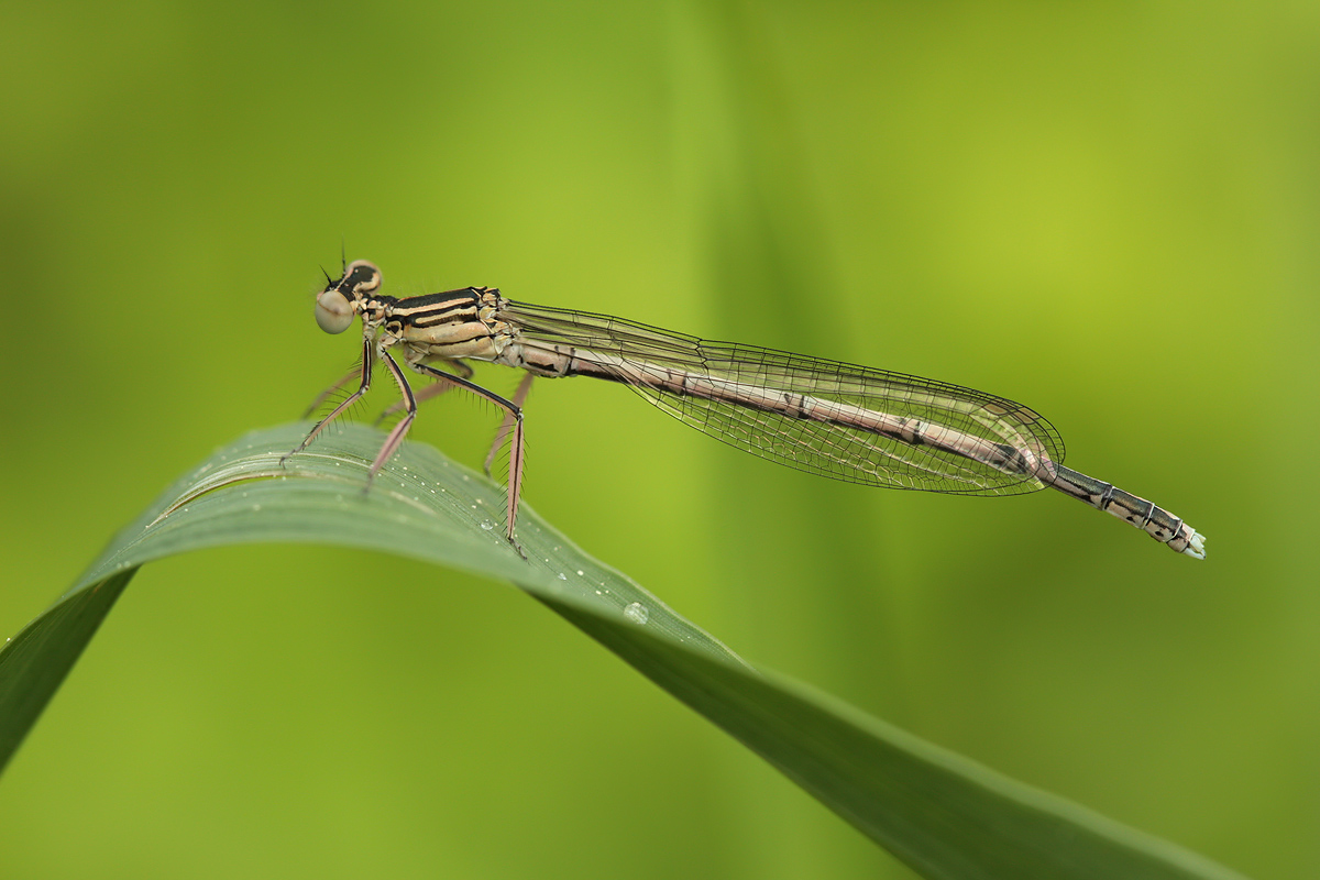 Platycnemis pennipes_m_juvenil_IMG_2642.jpg