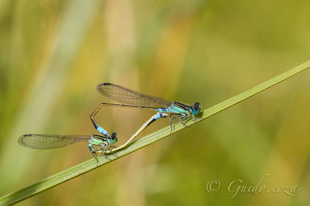 Common Bluetail (Ischnura senegalensis) 4web 301569.jpg