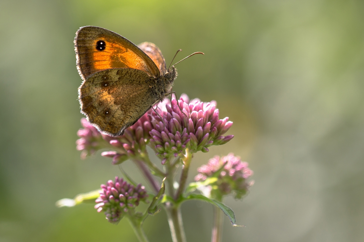 Rotbraunes Ochsenauge.jpg