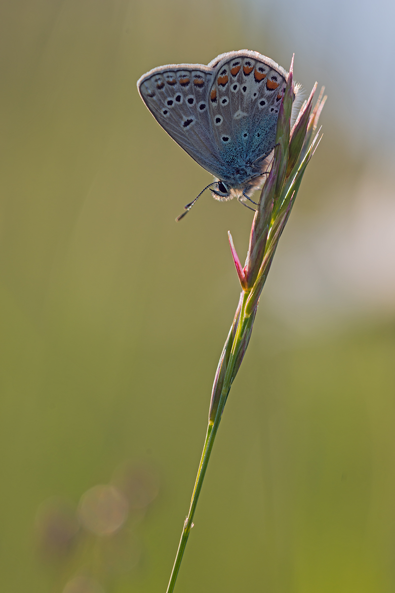 compBläuling6.6.2013MerishausenDSC_4683 79%.jpg