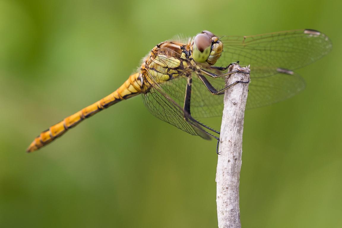 K1024_Gemeine Heidelibelle - Weibchen 20130809_1.JPG