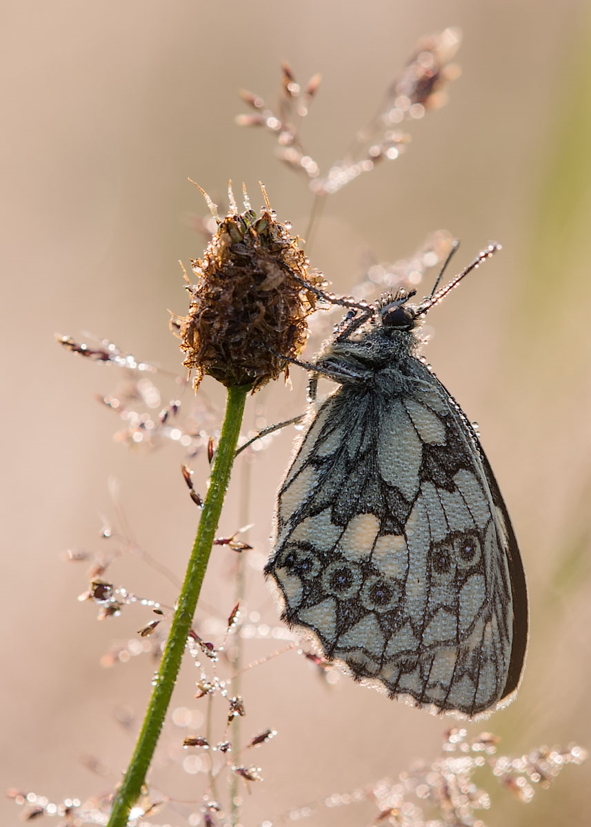 lichtperlen (1 von 1).jpg